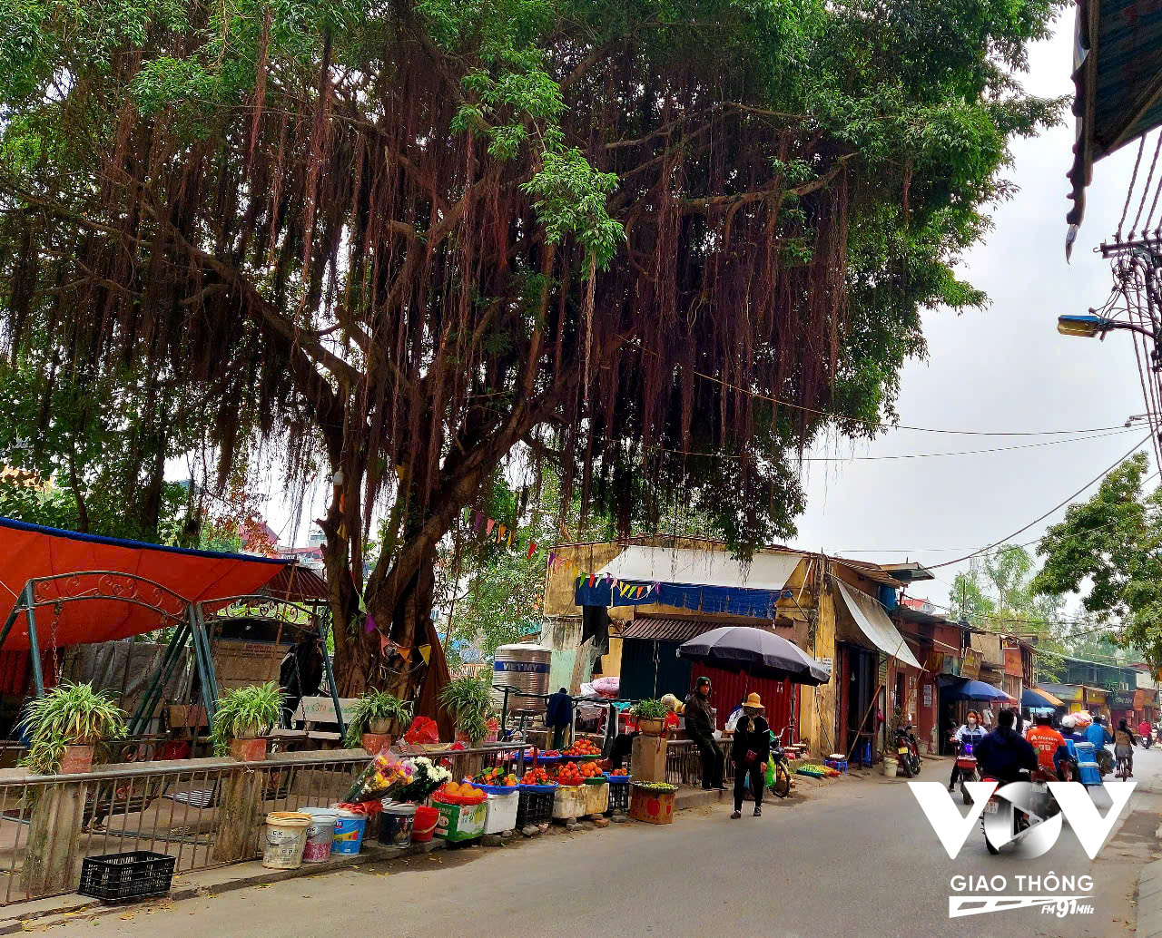 Những cái cây không chỉ cho bóng cả mà còn giữ cho bờ sông vững chắc, che chở cho làng trước mỗi đợt lũ dâng cao