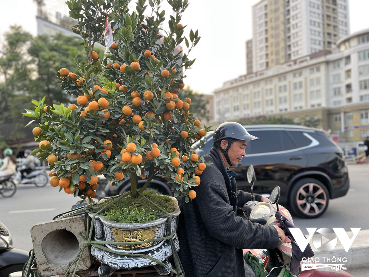 Một người chở quất từ làng quất Tứ Liên