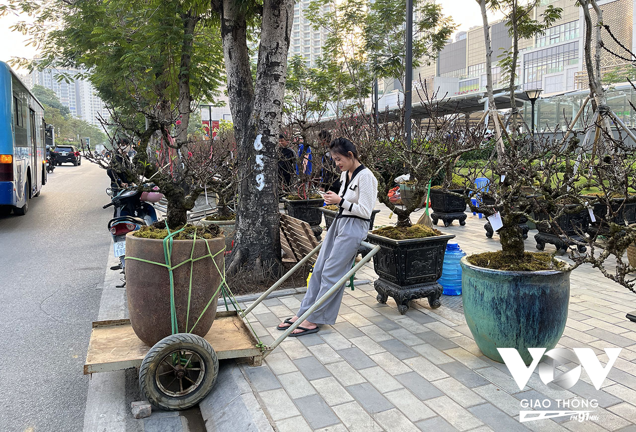 Tuy nhiên, năm nay do ảnh hưởng của trận lụt lịch sử vào đầu tháng 9 nên lượng hoa đào tết sụt giảm mạnh