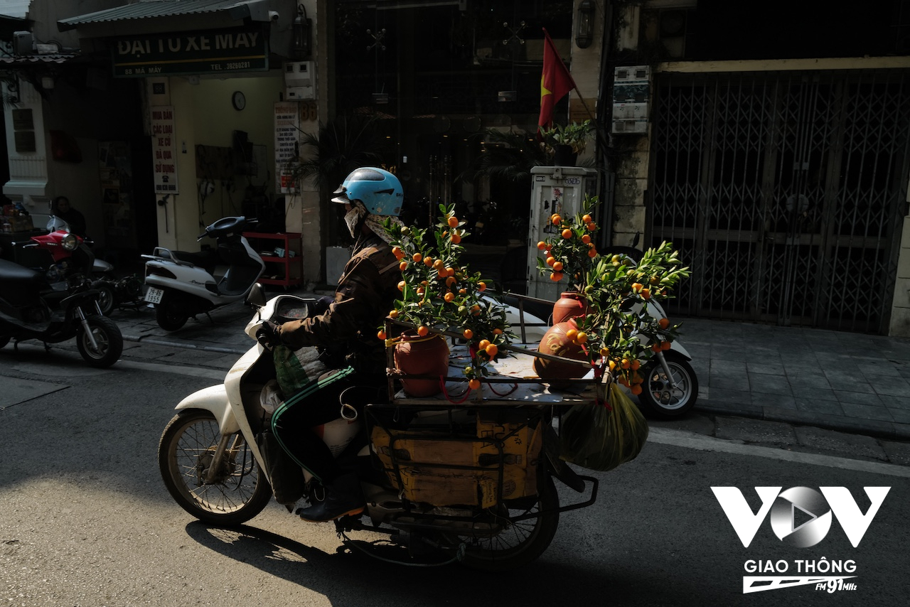 Những chậu quất cảnh Tứ Liên bắt đầu rời vườn để về phòng khách nhà ai đó khi xuân sắp về...