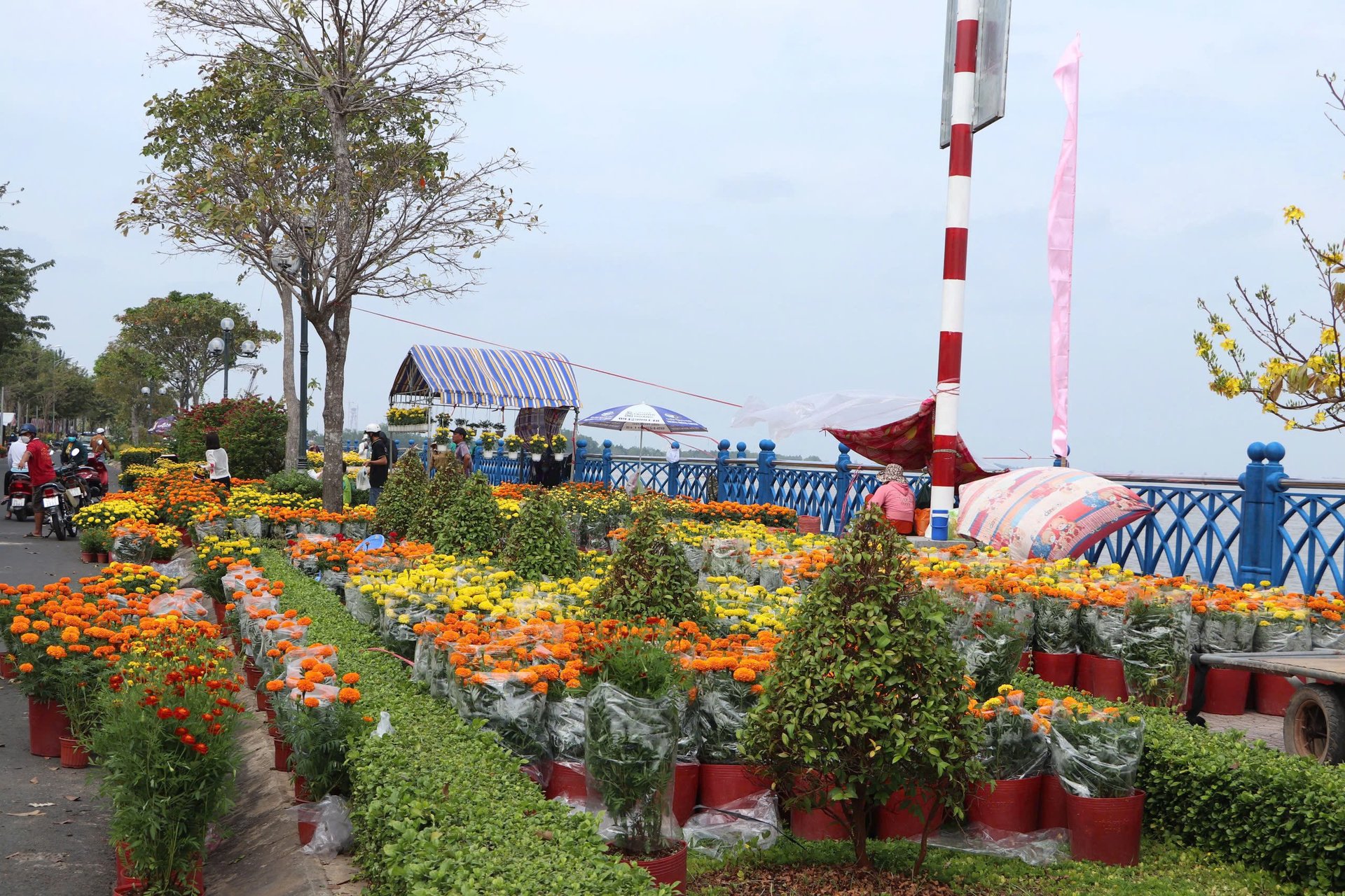 Bờ kè sông Cổ Chiên (phường 1, TP. Vĩnh Long) là nơi tập trung mua bán hoa Tết hằng năm. Để đi vào nề nếp, xuân 2025, TP. Vĩnh Long tổ chức chợ hoa tại phường 9 ( đường Võ Văn Kiệt). Còn phường 1 là dành cho ngành hàng dưa chưng.