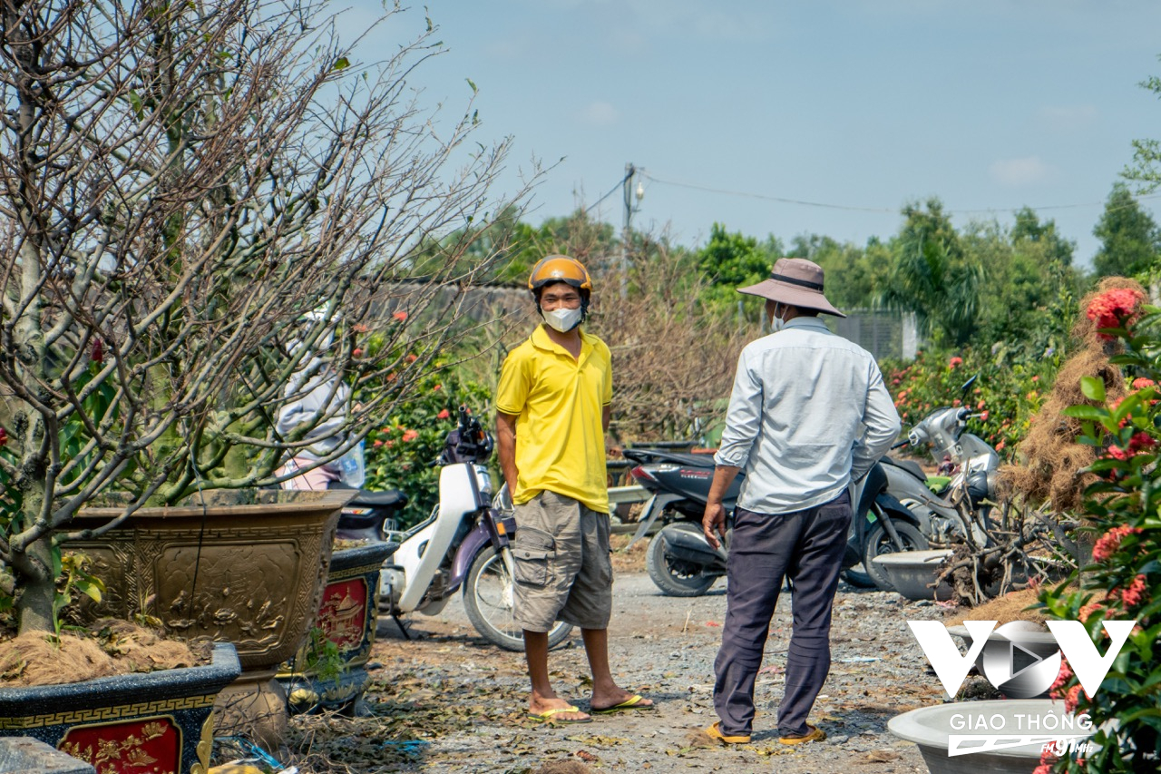 Lê Hữu Thiện - Giám đốc HTX Mai vàng Bình Lợi (Áo trắng) đang thỏa thuận với khách mua mai chơi tết