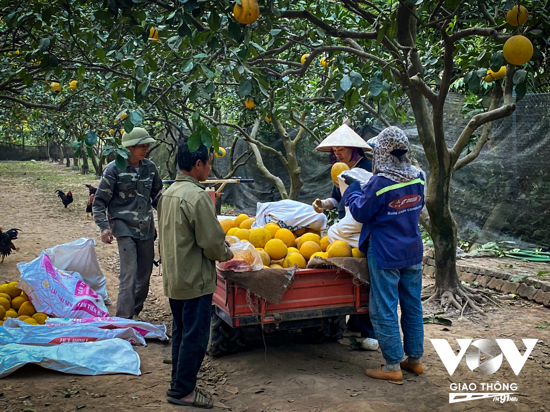 Các nhà vườn đang khẩn trương thu hoạch những trái bưởi cuối cùng để kịp cung cấp cho thị trường dịp Tết Nguyên đán năm nay.