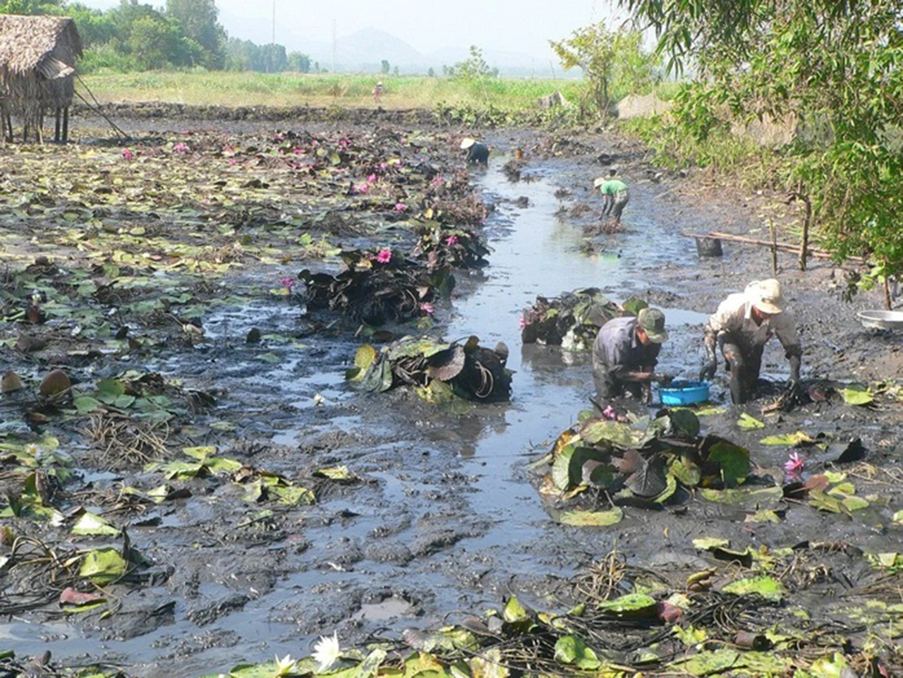 Tát đìa ăn Tết là nét đẹp trong văn hóa miền Tây Nam Bộ mỗi độ xuân về - Nguồn Báo Người Lao động