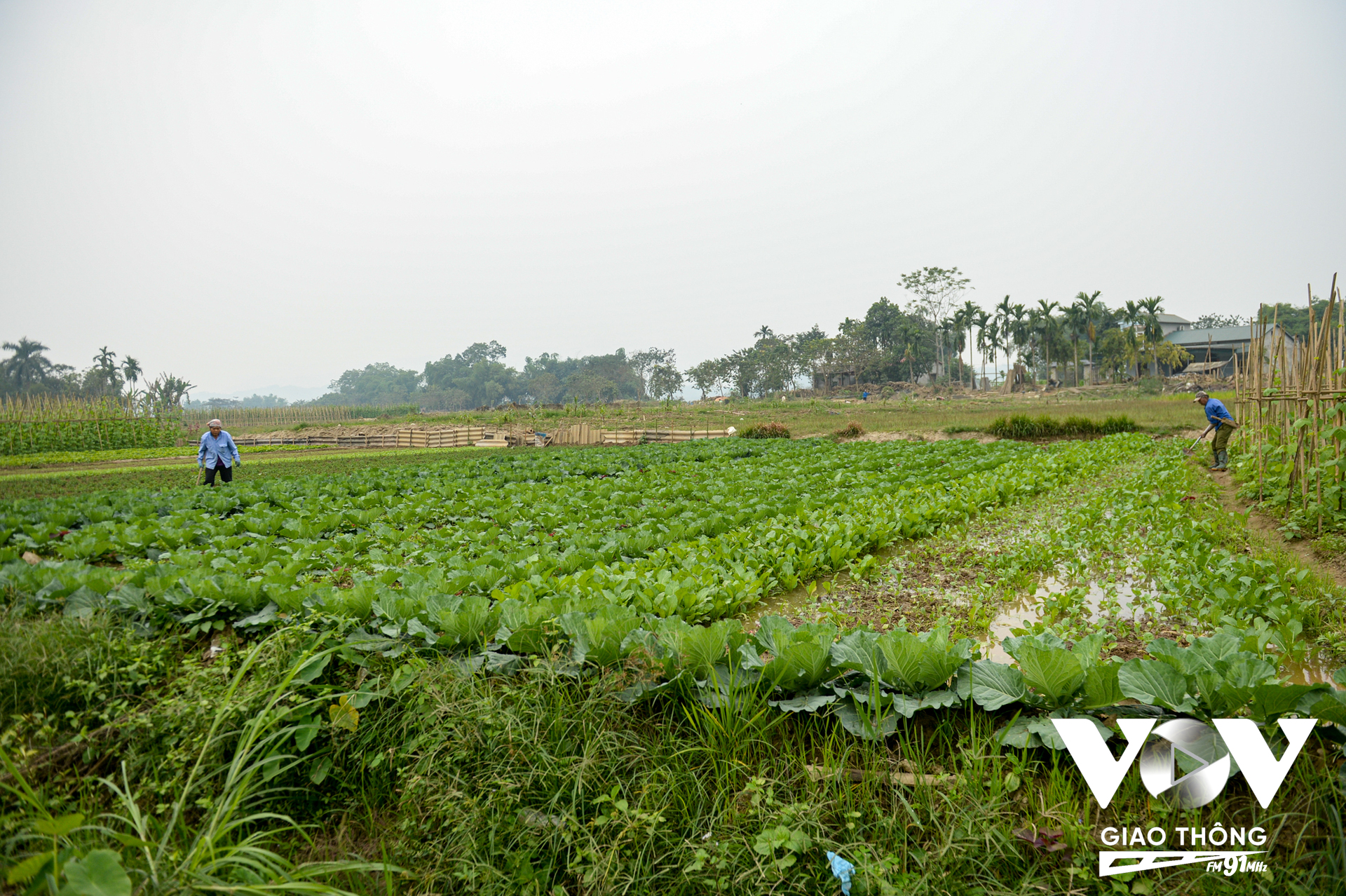 ... Nhờ thời tiết thuận lợi và sự chăm sóc của bà con, sắc xanh trên các vườn rau đã dần trở lại.