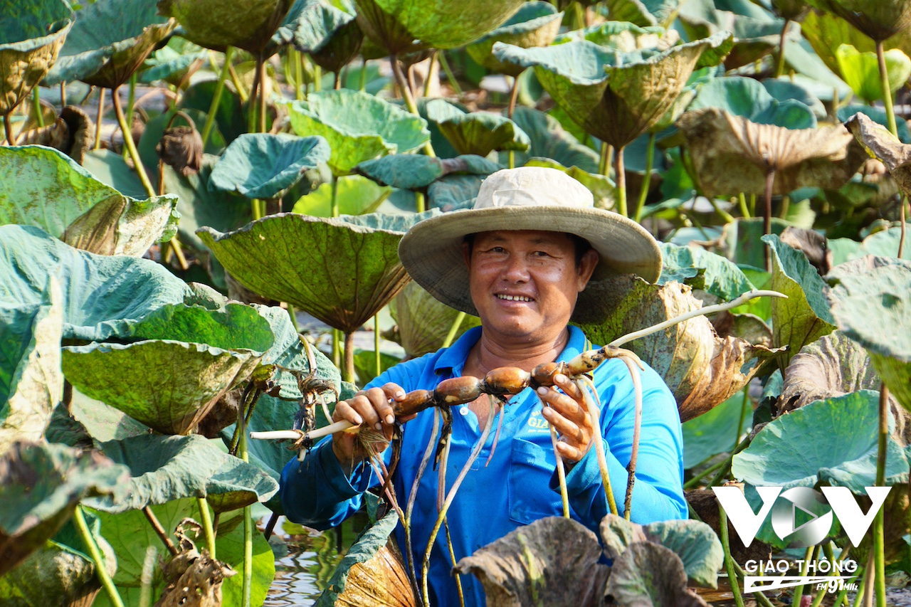 Đồng Tháp vừa chứng kiến cú “rũ bùn” của sen khi địa phương xuất lô củ sen cấp đông vào thị trường Nhật Bản, số lượng 15 tấn, giá trị đơn hàng gần 1 tỷ đồng.