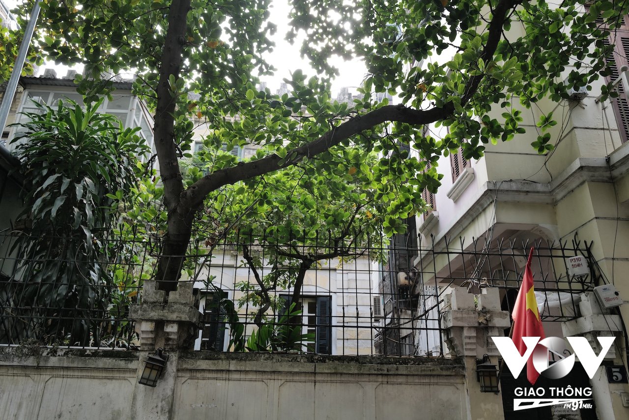 Một khu biệt thự giữa ngõ với cây cối xum xuê