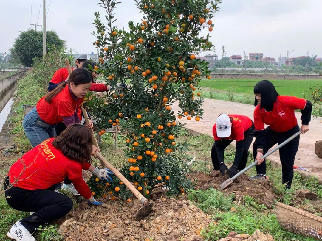 Những cây đào, quất sau Tết được nhóm Kết nối yêu thương đem đi trồng lại...