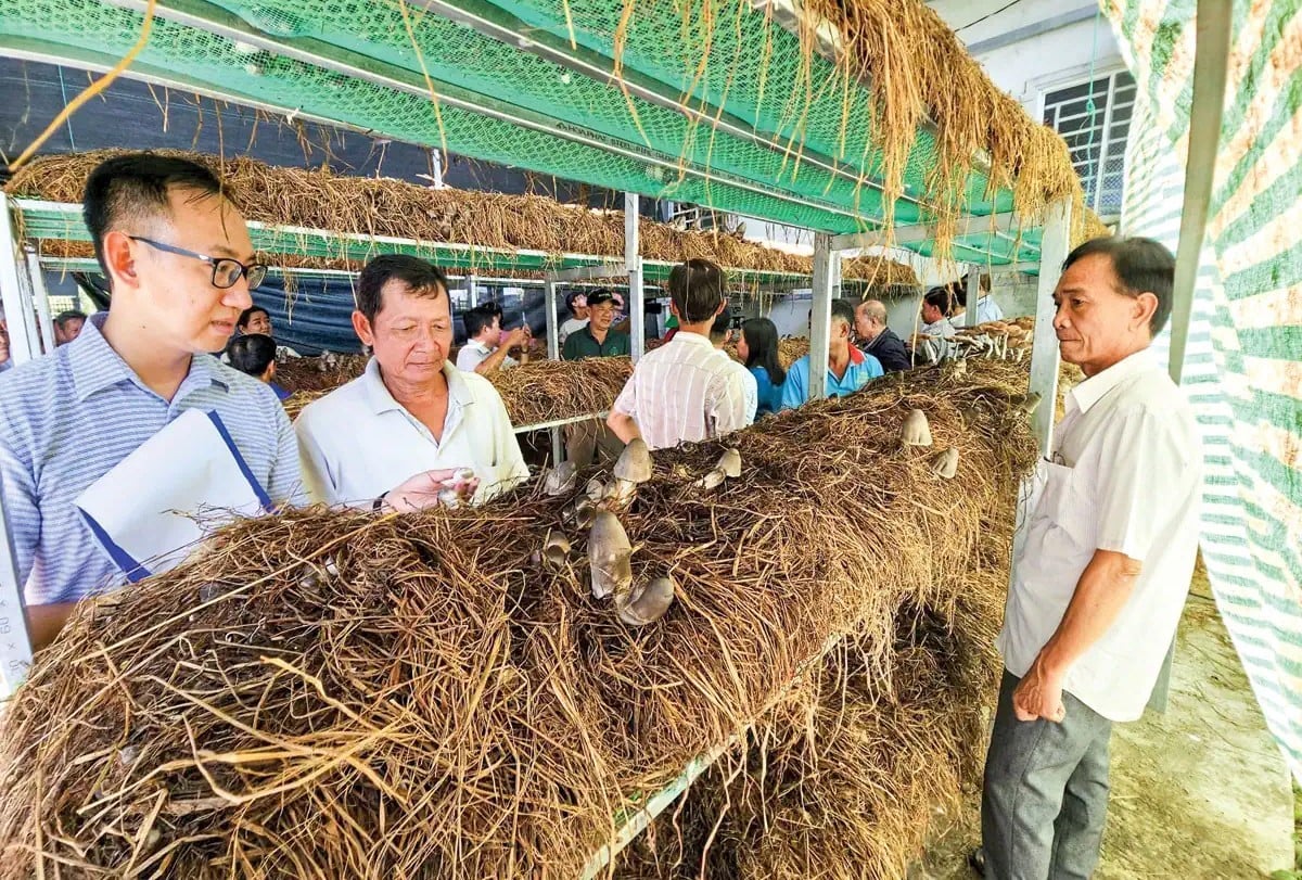 TP. Cần Thơ đang phối hợp với Viện Nghiên cứu lúa gạo quốc tế (IRRI) thực hiện các mô hình về thu gom rơm ra khỏi đồng ruộng để trồng nấm, làm phân hữu cơ, giảm tác động gây ô nhiễm môi trường