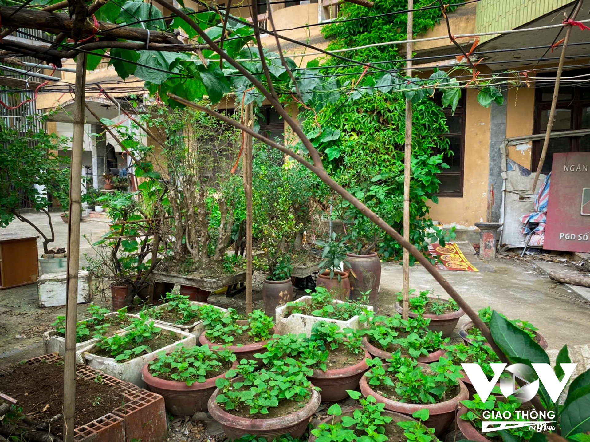 Bị bỏ hoang đã lâu, trụ sở của Đài Phát thanh và Truyền hình Hà Tây cũ trở thành môi trường “lý tưởng” cho những loài thực vật phát triển.