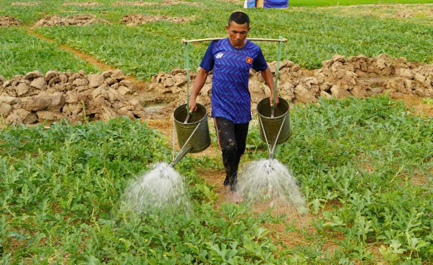 Tại Sóc Trăng, những khu vực chịu ảnh hưởng từ hạn, mặn thì nông dân chuyển sang trồng màu để tiết kiệm nước tưới.