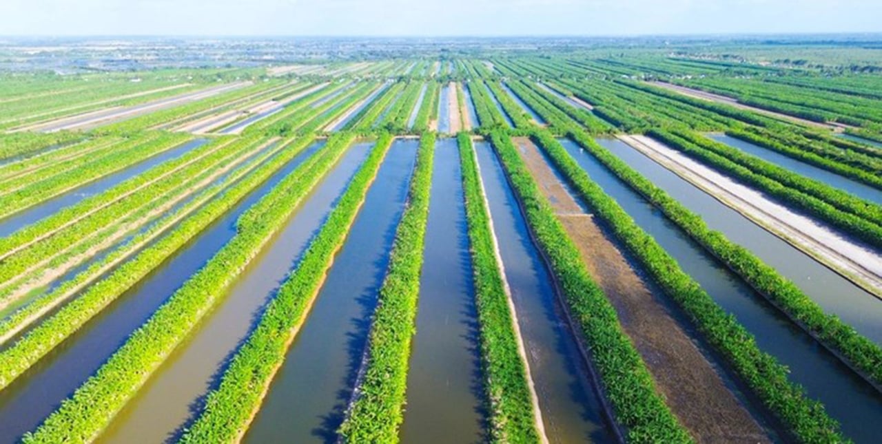 Nước đỏ U Minh ngọt mát được đánh giá là nguồn nước hỗ trợ tưới tiêu cho hoa màu được trồng ở vùng đệm của cánh rừng này. Mỗi vụ đều trúng mùa.