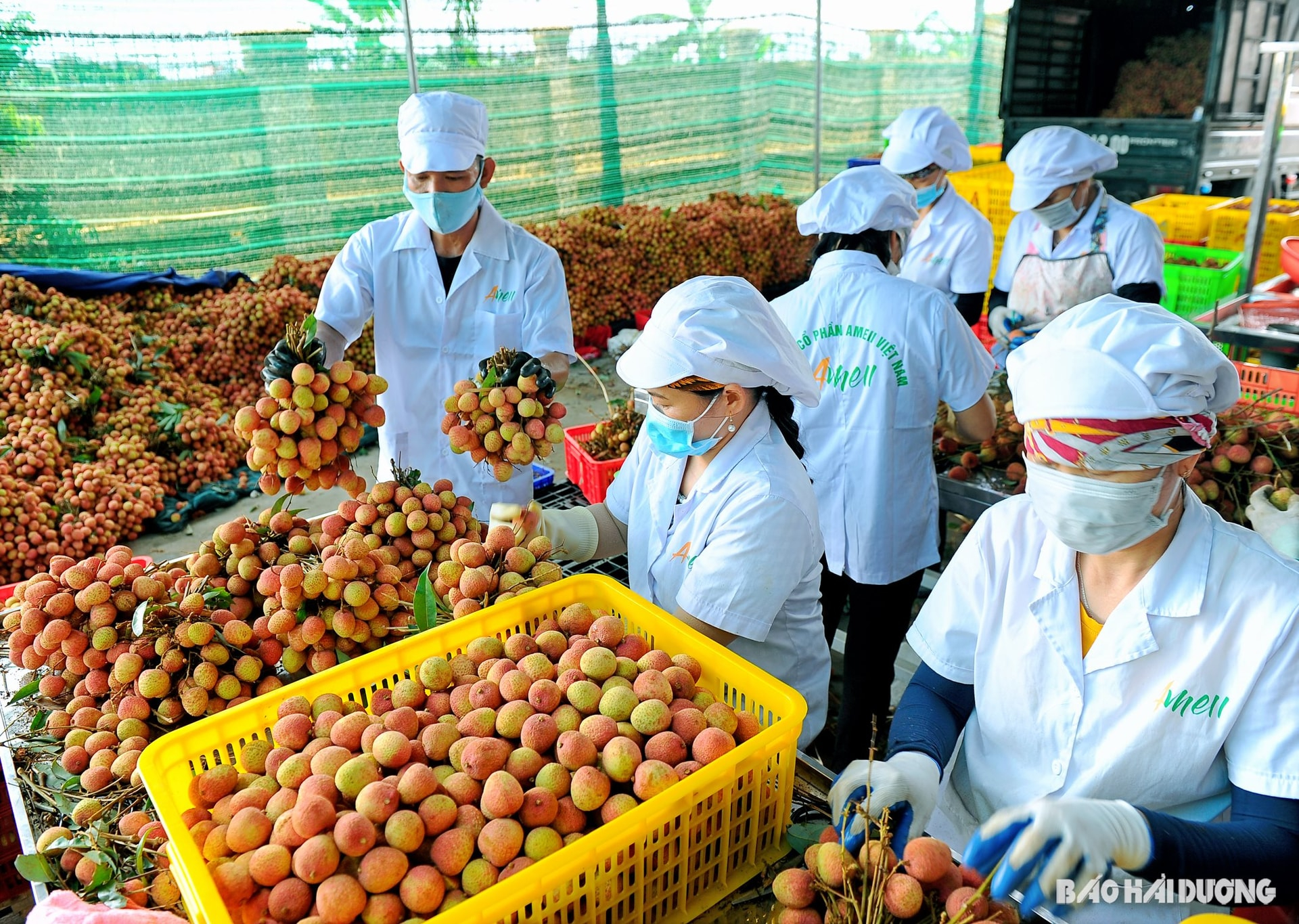 Năm nay, sản lượng vải thiều Thanh Hà dự kiến đạt khoảng 35.000 tấn (Ảnh: Báo Hải Dương)