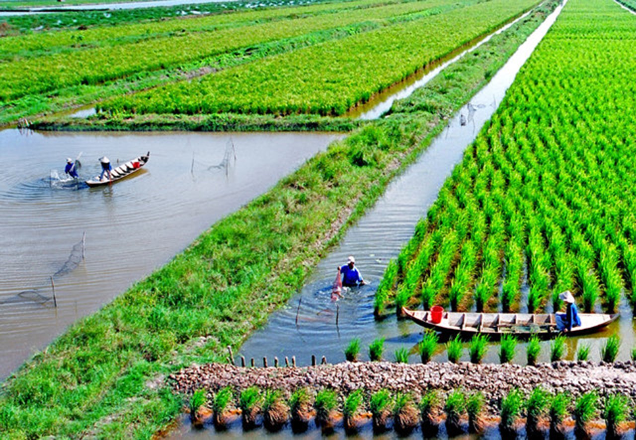 Nhờ lấy nước từ kinh xáng Chắc Băng để trồng lúa và nuôi tôm mà hiện nay ở Thới Bình và Vĩnh Thuận nổi tiếng với những vùng trồng lúa cao sản hữu cơ đã được cấp giấy chứng nhận quốc tế. Vừa thu hoạch lúa, vừa thu hoạch tôm, đời sống nông dân ở đây nhanh chóng khá giả.