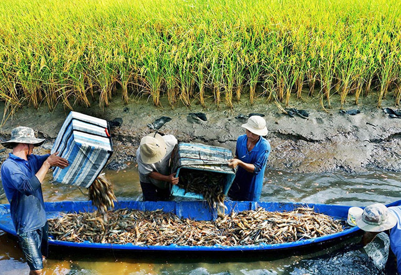 Thu hoạch tôm càng xanh trong ruộng lúa