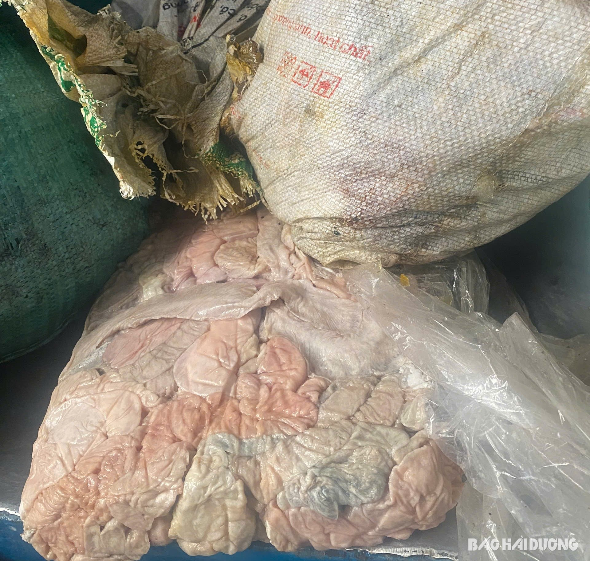 Lòng lợn, mỡ lợn đã bốc mùi hôi thối (Ảnh: Báo Hải Dương)