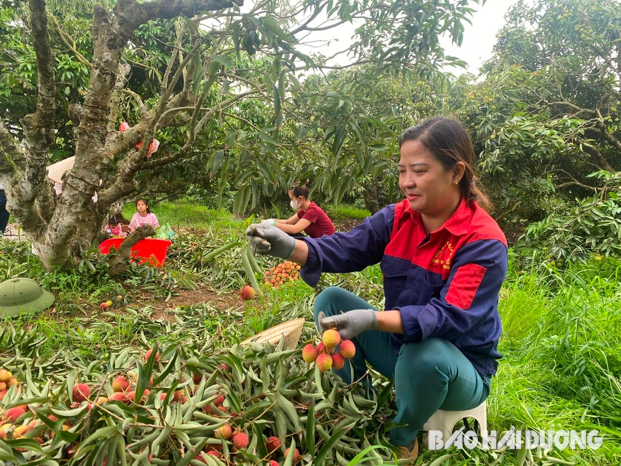 Xã nhiều vải sớm nhất huyện Thanh Hà có 17 điểm thu mua (Ảnh: Báo Hải Dương)