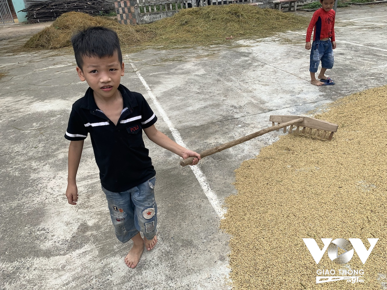 Những em bé ở ngoại thành Hà Nội phụ giúp bố mẹ phơi thóc