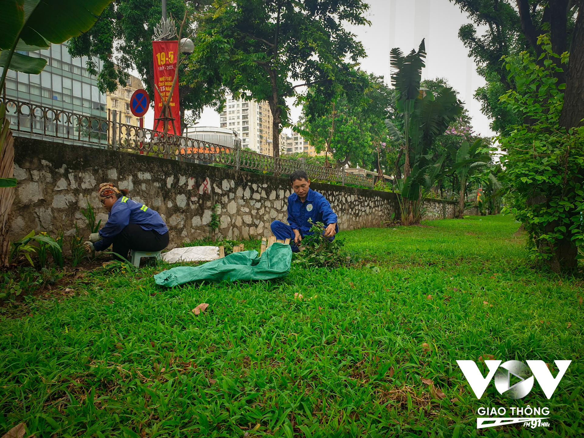Công nhân công ty cây xanh làm cỏ, trồng cây mới trên hè phố Kim Mã