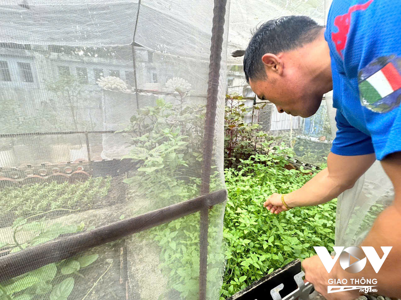 Vườn rau và giàn cuốc bầu hồ lô của 1 hộ dân trên đảo Trường Sa Lớn