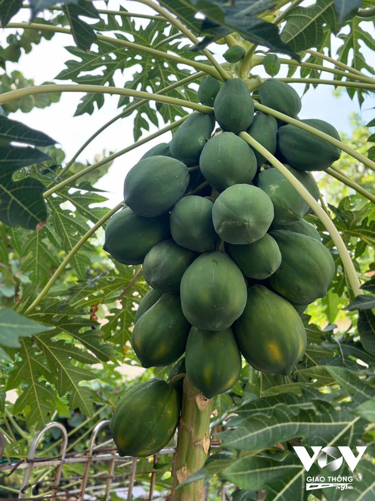 Vườn rau và đu đủ trên đảo Sinh Tồn