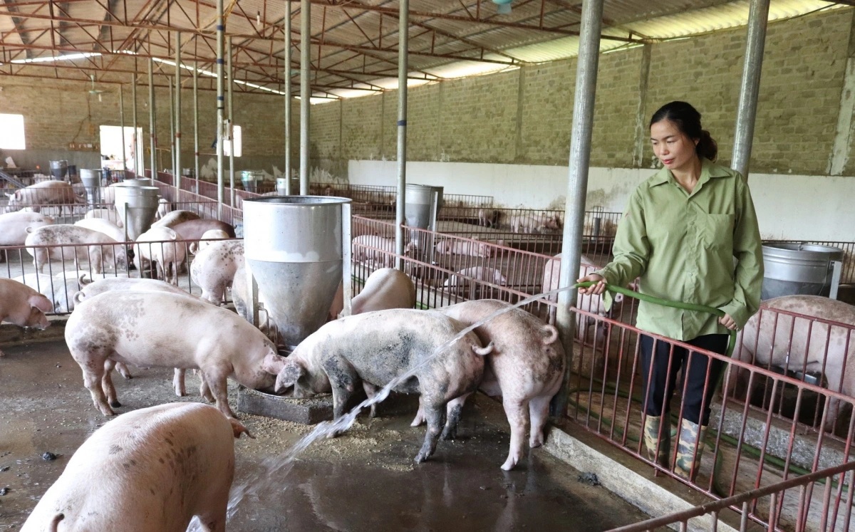 Ngoài ô nhiễm nguồn nước và không khí, hoạt động chăn nuôi còn phát thải lượng khí nhà kính rất lớn. Ảnh minh họa - VOV