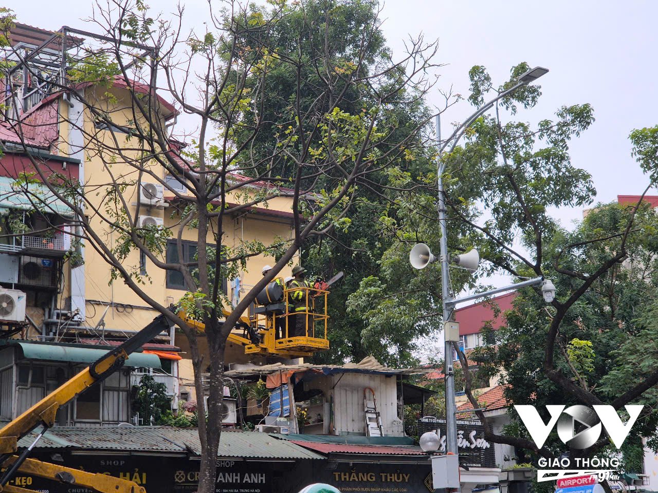 Nhiều cây xanh trên các tuyến phố của Hà Nội đang được cắt tỉa
