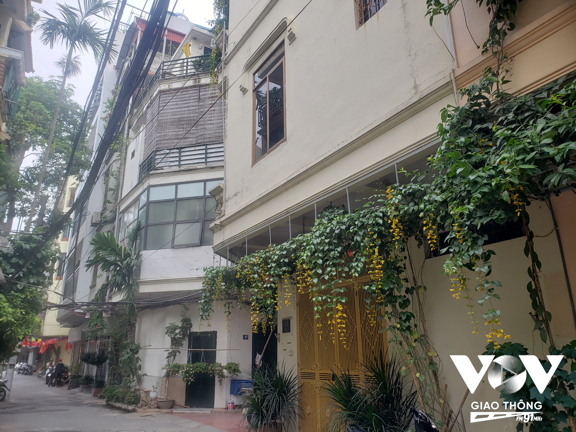 Giàn hoa lan Hoàng Dương nở rộ như những sợi nắng buông vàng trước cửa nhà chị Dung