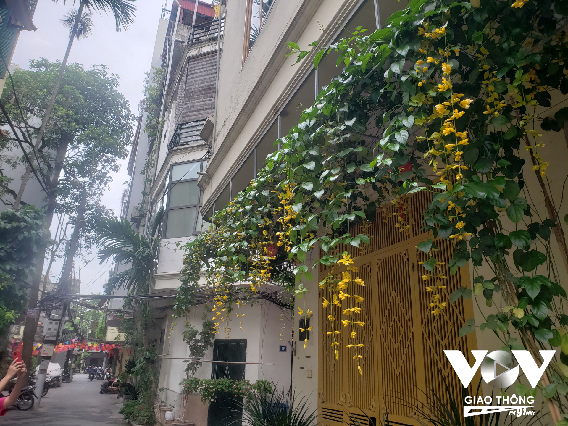 Những cành hoa lan Hoàng Dương vàng tươi trong nắng, làm ngõ nhỏ xinh đẹp mang đến sự yêu đời cho mọi người, trong đó có cả bộ hành ngang qua