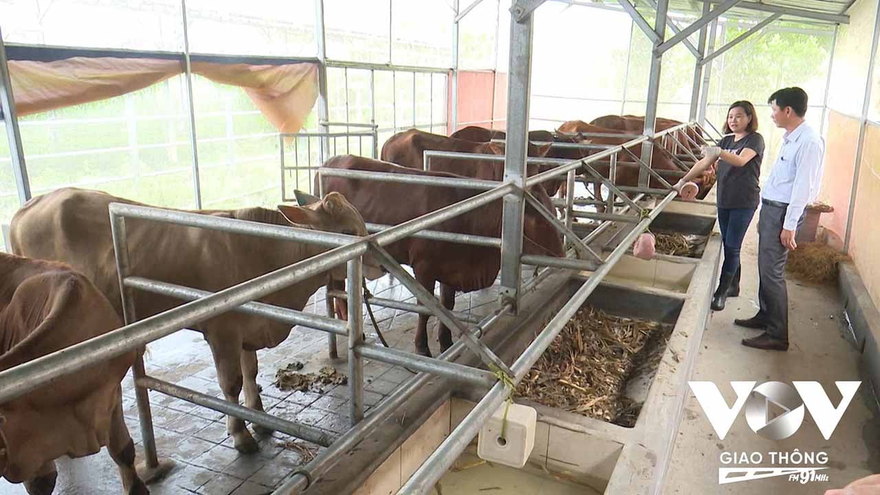 Quy hoạch và quản lý trang trại bền vững, đưa nội dung bảo vệ môi trường vào chương trình khuyến nông là giải pháp chính để hạn chế tác động môi trường từ hoạt động chăn nuôi (Ảnh - Nhật Minh)