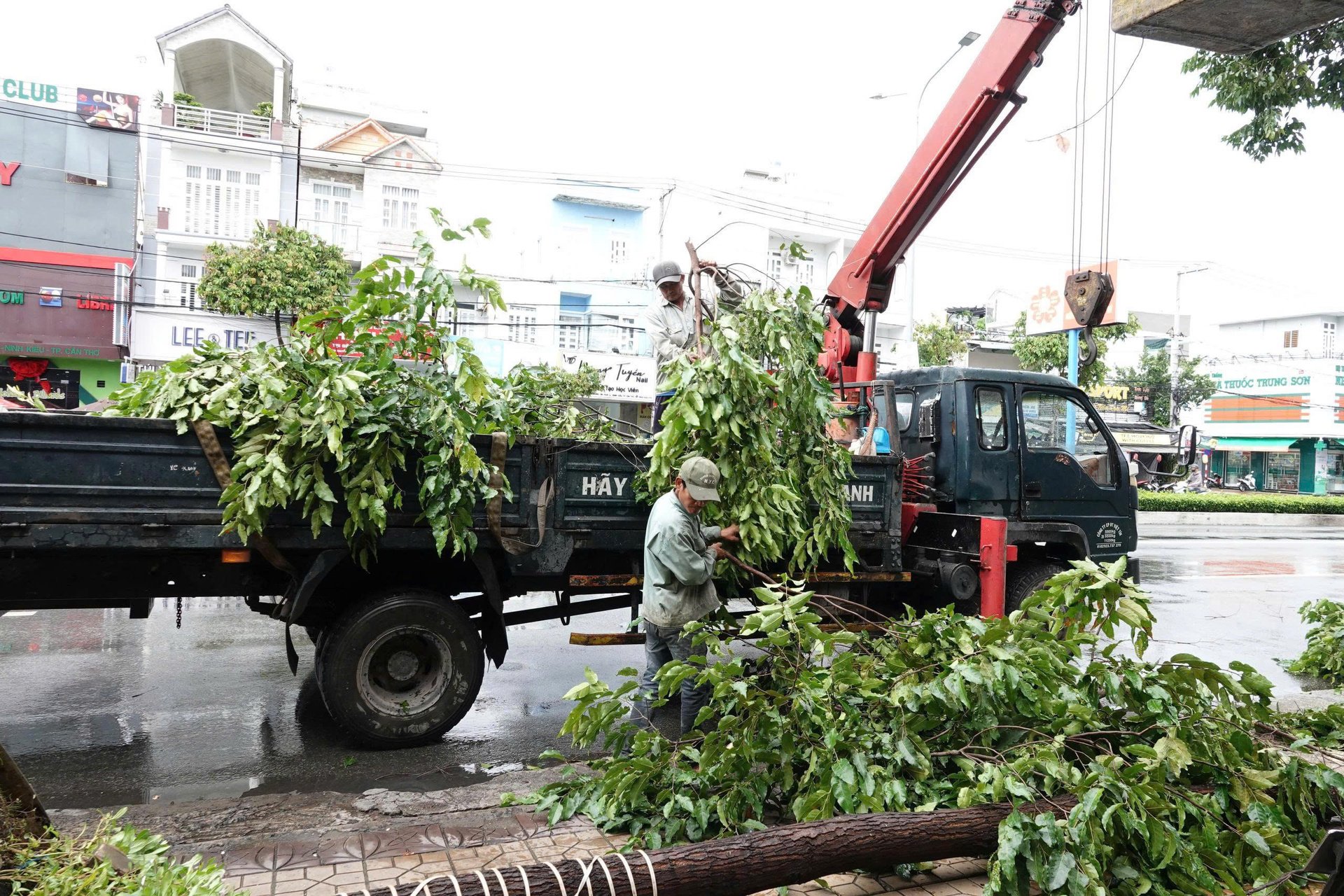 Một cây xanh lớn trên đường Nguyễn Văn Cừ (Q.Ninh Kiều) bật gốc, người dân sinh sống ở đây cho biết, họ đã dự báo một số cây xanh ở khu vực này có khả năng bật gốc rất cao vì bộ rể ăn vào đất nông