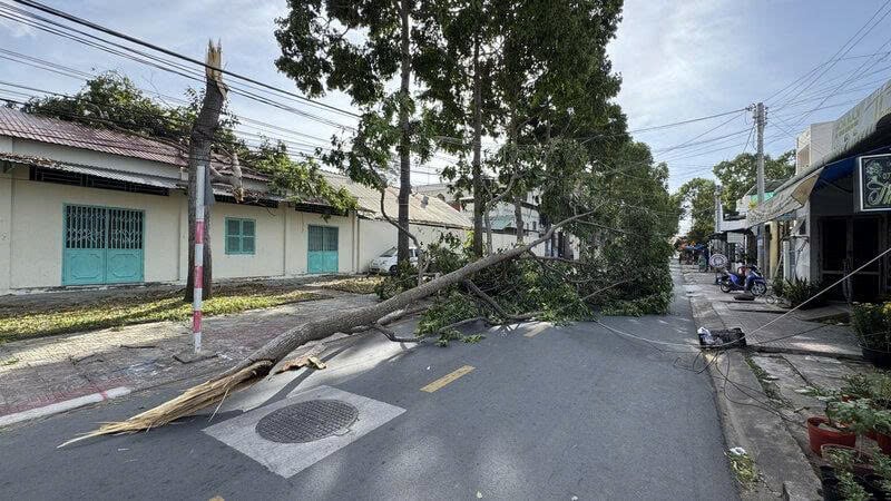 Cây xanh trên đường Phan Châu Trinh, TP.Trà Vinh bị gãy nhánh vào tháng 2/2025