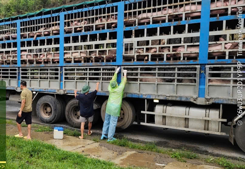 Toàn bộ số lợn nhiễm bệnh được đưa đi tiêu hủy nhằm phòng ngừa lây lan dịch bệnh.