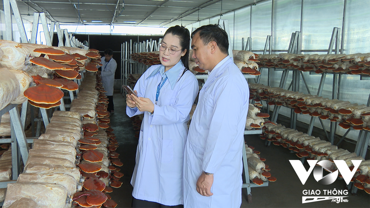 Ông Phạm Đình Dũng, Trưởng Ban Quản lý Khu Nông nghiệp Công nghệ cao