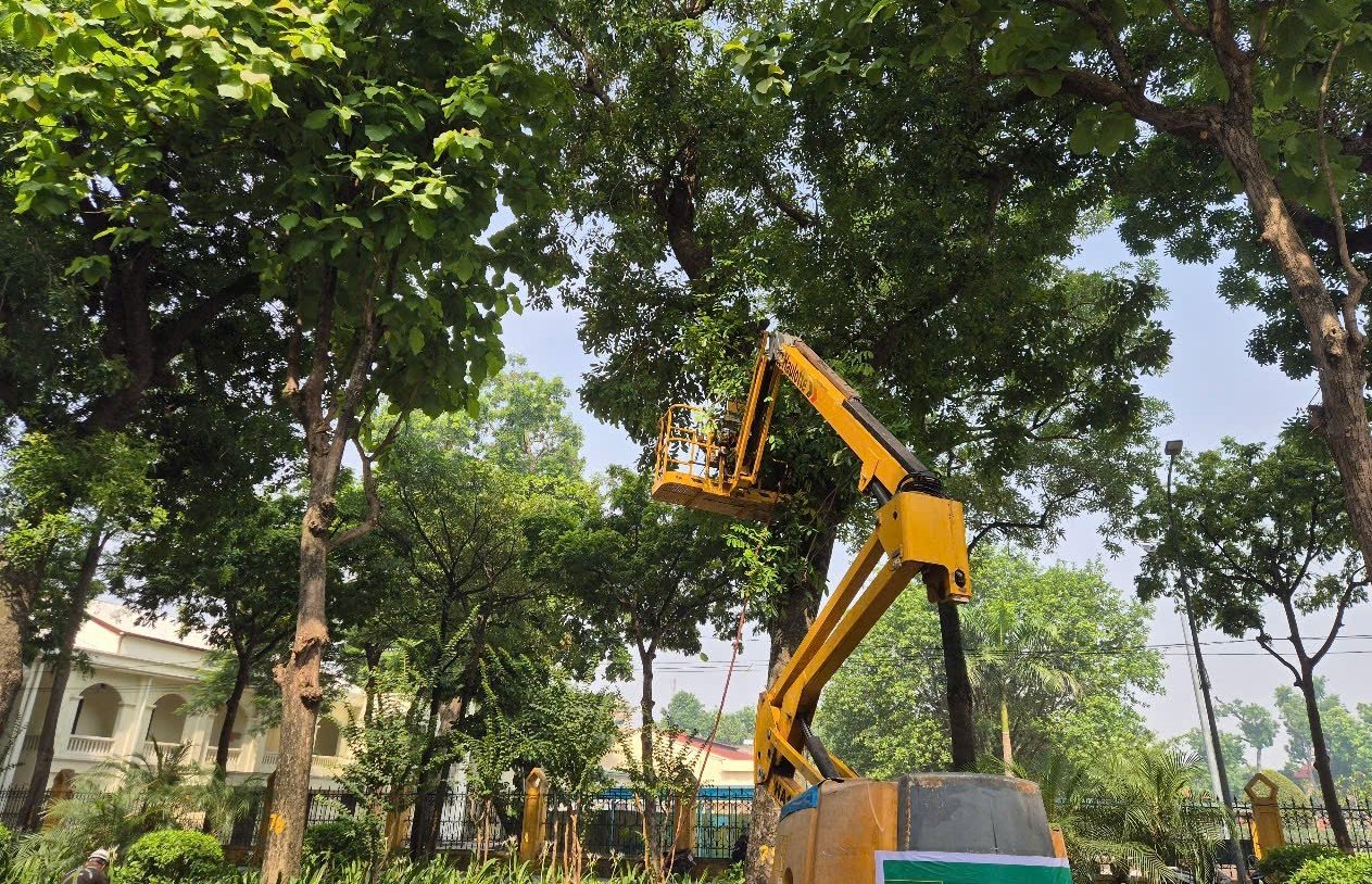 Đến nay, các đơn vị duy trì cây xanh đã cắt tỉa 33.886 cây trên 36 tuyến phố. Theo thống kê, hiện còn khoảng 16.461 cây trên 25 tuyến phố sẽ tiếp tục cắt tỉa trong những ngày tới, đảm bảo hoàn thành trước ngày 9/8.