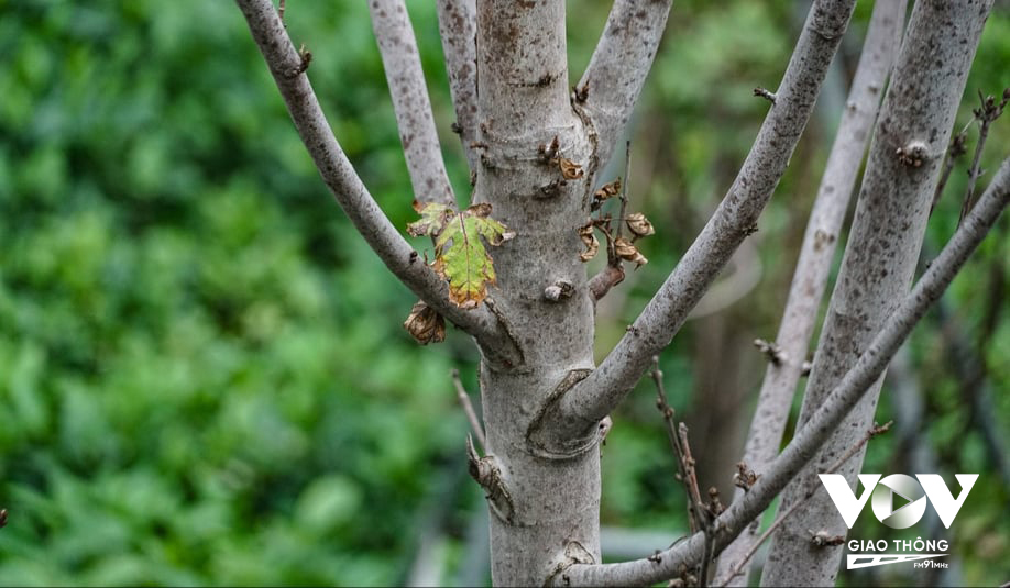 Được kỳ vọng sẽ mang sắc màu châu Âu vào giữa lòng Hà Nội, thế nhưng, sau 3 năm hàng cây phong lá đỏ luôn trong tình trạng khô héo