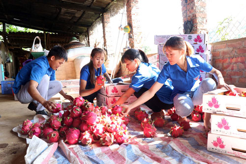 10 tấn thanh long ruột đỏ của nông dân huyện Thuận Châu, tỉnh Sơn La 