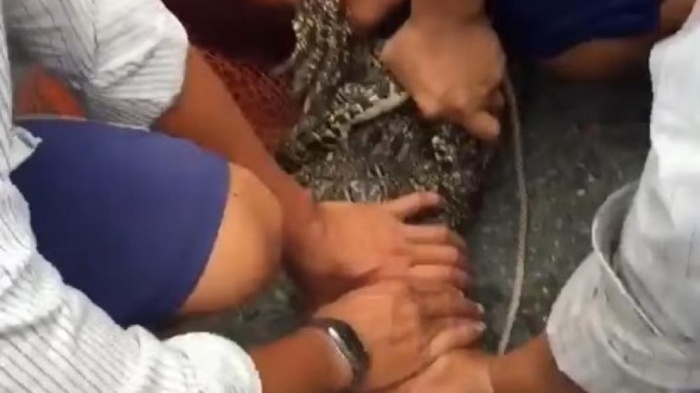 Cá sấu 15kg bắt được tại tỉnh Cà Mau trong lúc xổ vuông tôm
