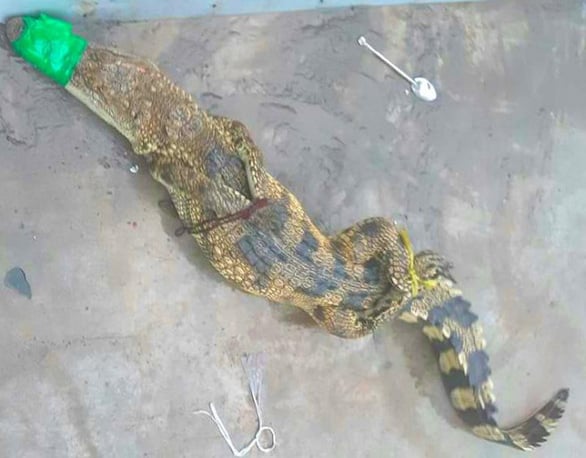 Cá sấu dài 1.2m " đi lạc" vô bến xe khách TP Châu Đốc sau khi thoát ra được từ cửa trước của một trang trại gần đó. 