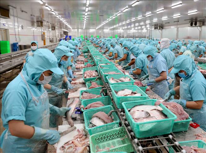 Dây chuyền chế biến phi lê cá tra xuất khẩu tại nhà máy của Công ty Cổ phần Đầu tư & Phát triển Đa Quốc gia (Tập đoàn Sao Mai) ở Cụm công nghiệp Vàm Cống, huyện Lấp Vò (Đồng Tháp). Ảnh: Vũ Sinh/TTXVN