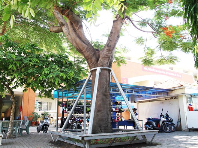 Trụ đỡ lắp đặt để chống cây ngã tại Trường THCS Lê Văn Tám (Q.Bình Thạnh)