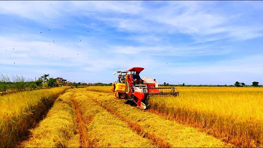 Ngành nông nghiệp Việt Nam tiếp tục đón những thông tin tích cực sau khi EVFTA có hiệu lực