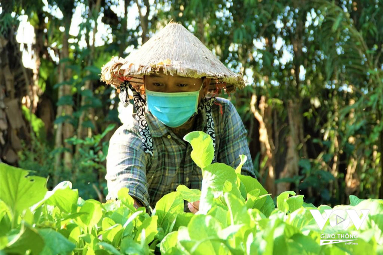 " Cây kéo vàng" Lê văn Vững đóng cửa tiệm tóc về quê trồng rau đủ loại để tương trợ cho người dân khu phong tỏa, cách ly...