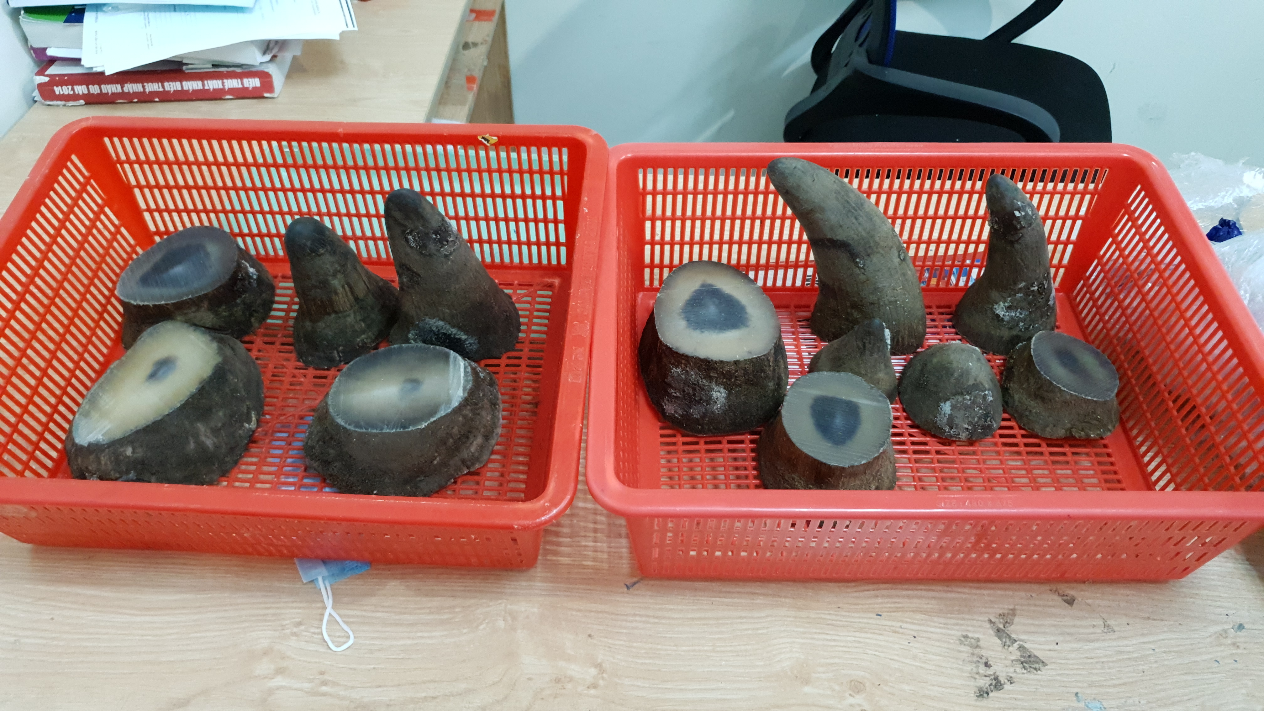 TP.HCM: Hải quan Tân Sơn Nhất bắt giữ 6,2 kg nghi sừng tê giác