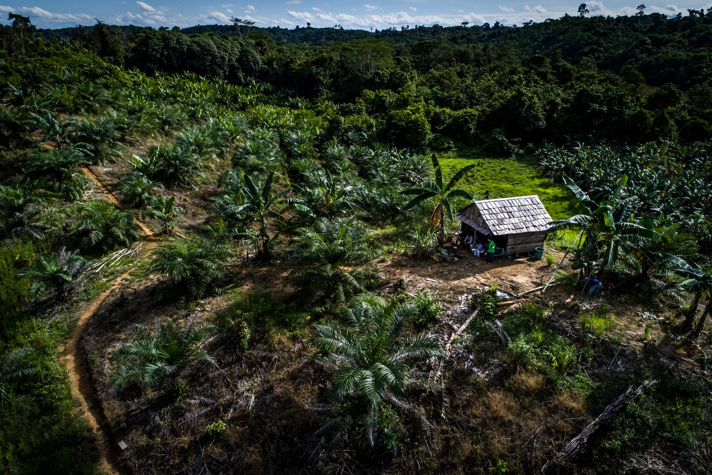 Một đồn điền trồng cọ tại tỉnh Đông Kalimantan, Indonesia 