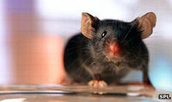 Chuột có thể không hát để xin ăn, nhưng chuột lại hát để lấy lòng bạn tình. Các nhà nghiên cứu tại Đại học Washington, Mỹ, đã phát hiện ra điều này khi họ nghe trộm những con chuột đực trong phòng thí nghiệm.