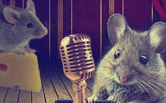 Các nhà khoa học đã ghi âm những tiếng phát ra chói tai của 45 con chuột đực, họ nhanh chóng tìm thấy những âm thanh cao độ này có những đoạn lặp lại đều đặn, hay còn gọi là motif, thay đổi theo thời gian. Nói theo cách khác, chúng có thể được coi là bài hát.