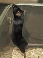 Tiếng kêu của loài chuột phát ra có tần số âm thanh cao hơn con người nhiều lần.