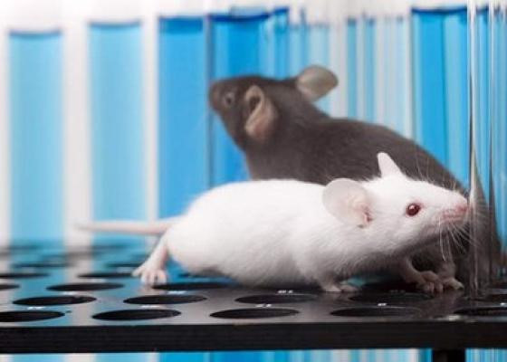 Những tiếng kêu rít của loài chuột đều truyền đi các tín hiệu thông tin giao tiếp, không đơn thuần được phát ra ngẫu nhiên, mà loài chuột sử dụng hàng loạt cách thức để thể hiện những cung bậc âm thanh khác nhau.