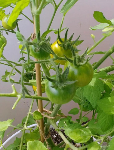 Cà chua trồng trong chậu nhưng rất sai quả.